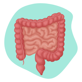 Système intestinal